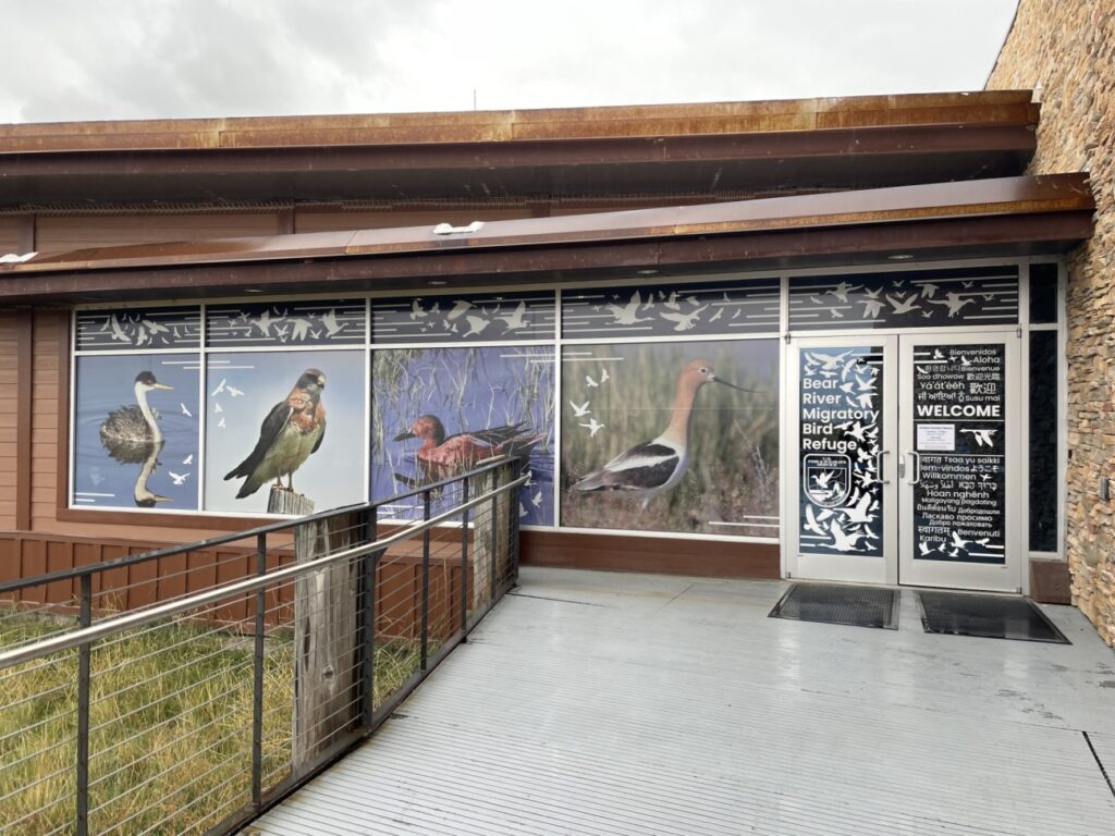 Turning hazards into art! Photographs for window decals of Western grebe, Cinnamon teal and American avocet by Brian Ferguson, and Swainson's hawk by Patricia Mezza. USFWS/Volunteers. Courtesy US FWS, Bear River Migratory Bird Refuge